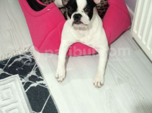 Safkan French Buldog