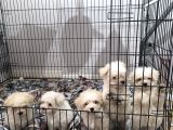 Pırıl Pırıl Maltese Terrierler