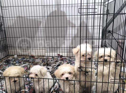 Pırıl Pırıl Maltese Terrierler görsel