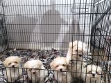 Pırıl pırıl maltese terrierler