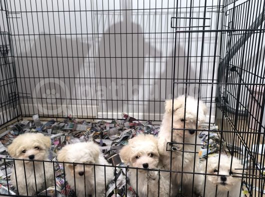 Pırıl Pırıl Maltese Terrierler