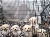 Pırıl Pırıl Maltese Terrierler