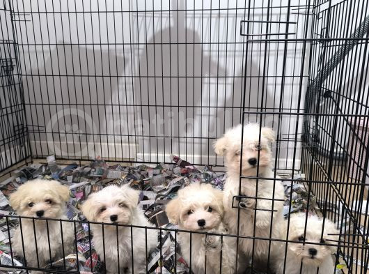 Pırıl Pırıl Maltese Terrierler görsel