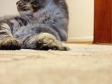 Secereli Xxl Safkan Maine Coon Dişi Noisy