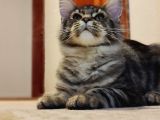 Secereli Xxl Safkan Maine Coon Dişi Noisy