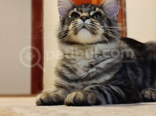 Secereli Xxl Safkan Maine Coon Dişi Noisy görsel