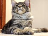 Secereli XXL safkan Maine Coon dişi noisy
