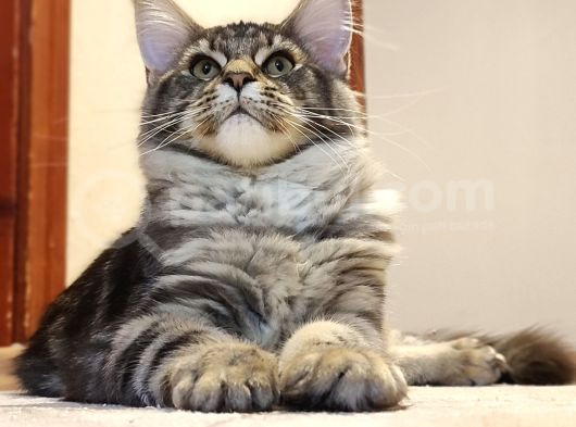 Secereli Xxl Safkan Maine Coon Dişi Noisy
