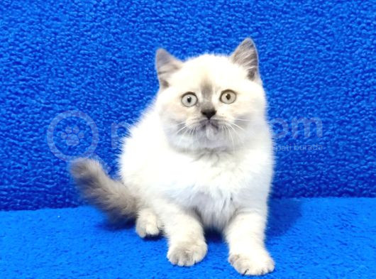 Teslime Hazır Blue Point Mükemmel Bir Dişi Yavru
