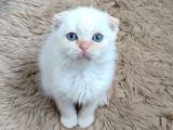 Teslime Hazır Mükemmel Bir Redpoint Scottish Fold