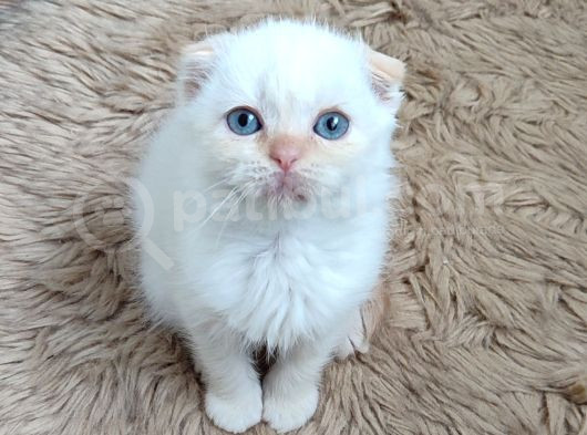 Teslime Hazır Mükemmel Bir Redpoint Scottish Fold görsel