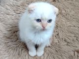 Teslime Hazır Mükemmel Bir Redpoint Scottish Fold
