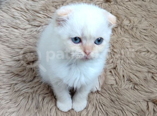 Teslime Hazır Mükemmel Bir Redpoint Scottish Fold görsel