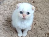 Teslime Hazır Mükemmel Bir Redpoint Scottish Fold