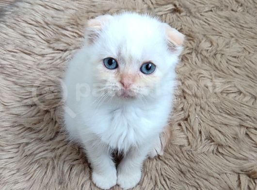 Teslime Hazır Mükemmel Bir Redpoint Scottish Fold görsel