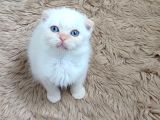 Teslime Hazır Mükemmel Bir Redpoint Scottish Fold