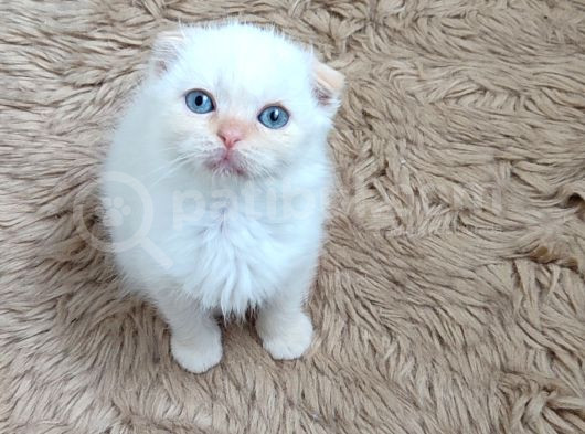 Teslime Hazır Mükemmel Bir Redpoint Scottish Fold görsel