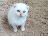 Teslime hazır mükemmel bir redpoint Scottish Fold