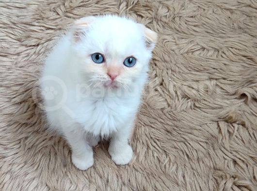 Teslime Hazır Mükemmel Bir Redpoint Scottish Fold