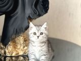 HARİKA GÜZELLİKTE BRİTİSH SHORTHAİR SİLVER YAVRUM