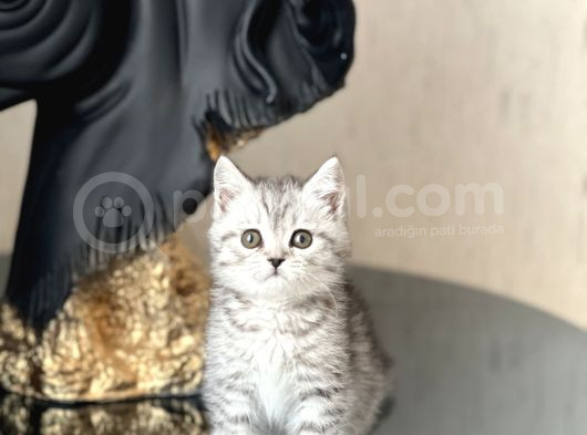 Hari̇ka Güzelli̇kte Bri̇ti̇sh Shorthai̇r Si̇lver Yavrum