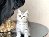 Hari̇ka Güzelli̇kte Bri̇ti̇sh Shorthai̇r Si̇lver Yavrum