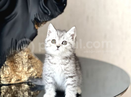 Hari̇ka Güzelli̇kte Bri̇ti̇sh Shorthai̇r Si̇lver Yavrum görsel
