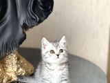 Hari̇ka Güzelli̇kte Bri̇ti̇sh Shorthai̇r Si̇lver Yavrum