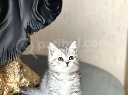 Hari̇ka Güzelli̇kte Bri̇ti̇sh Shorthai̇r Si̇lver Yavrum görsel