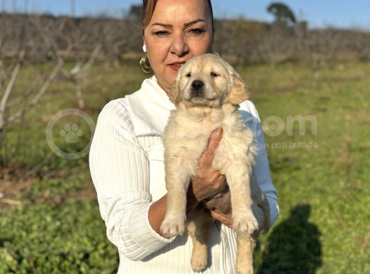 Efsane küt burunlu golden retriever yavrularımız