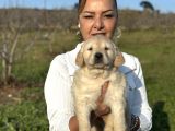 Efsane Küt Burunlu Golden Retriever Yavrularımız