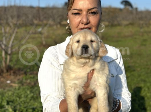 Efsane Küt Burunlu Golden Retriever Yavrularımız görsel