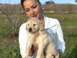 Efsane Küt Burunlu Golden Retriever Yavrularımız