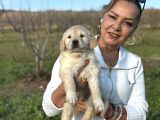 Efsane Küt Burunlu Golden Retriever Yavrularımız