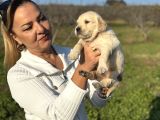 Efsane Küt Burunlu Golden Retriever Yavrularımız