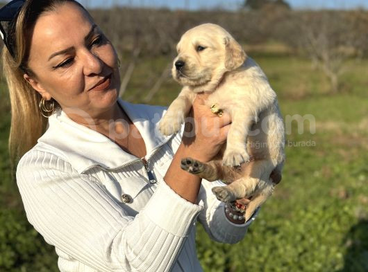 Efsane Küt Burunlu Golden Retriever Yavrularımız görsel