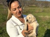 Efsane Küt Burunlu Golden Retriever Yavrularımız