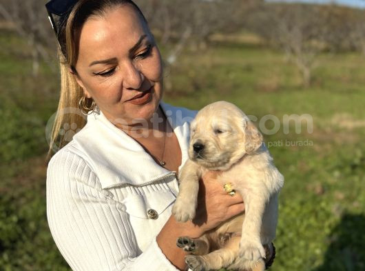 Efsane Küt Burunlu Golden Retriever Yavrularımız görsel