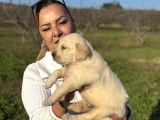 Efsane Küt Burunlu Golden Retriever Yavrularımız