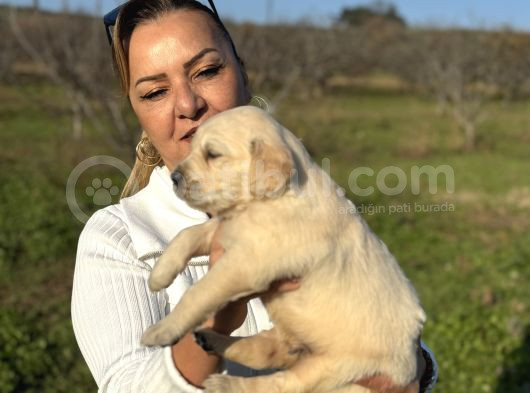 Efsane Küt Burunlu Golden Retriever Yavrularımız görsel
