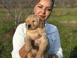 Efsane Küt Burunlu Golden Retriever Yavrularımız