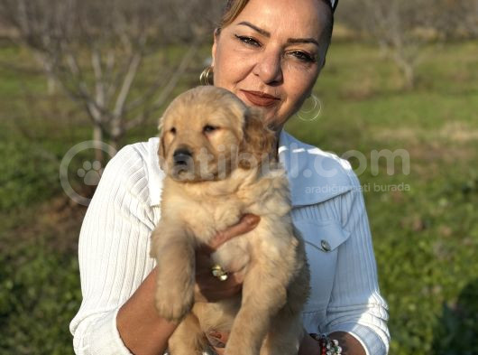 Efsane Küt Burunlu Golden Retriever Yavrularımız görsel