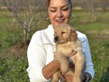 Efsane Küt Burunlu Golden Retriever Yavrularımız