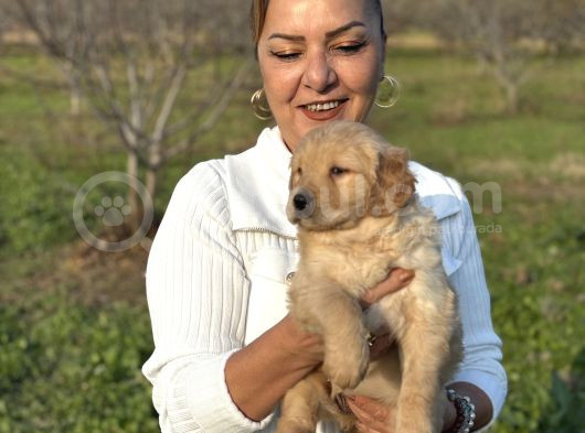 Efsane Küt Burunlu Golden Retriever Yavrularımız görsel
