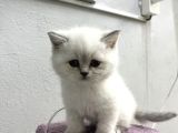 Safkan Blue Point Güzeller Güzeli