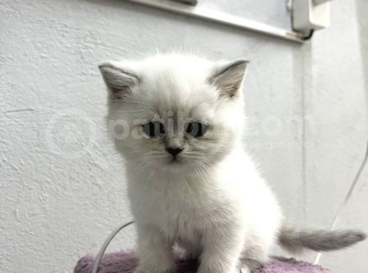 Safkan Blue Point Güzeller Güzeli görsel