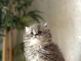 BURSANIN EN SEÇKİN BRITISH LONGHAIR YAVRULARI