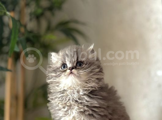 Bursanin En Seçki̇n British Longhair Yavrulari