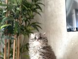 Bursanin En Seçki̇n British Longhair Yavrulari