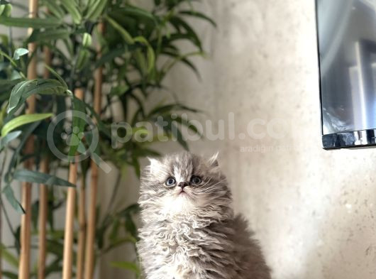 Bursanin En Seçki̇n British Longhair Yavrulari görsel